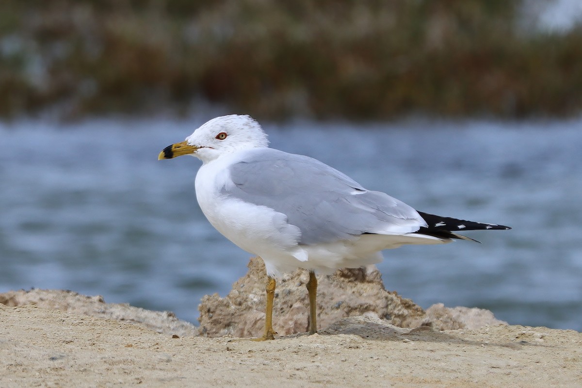 Ring-billed Gull - ML561123281