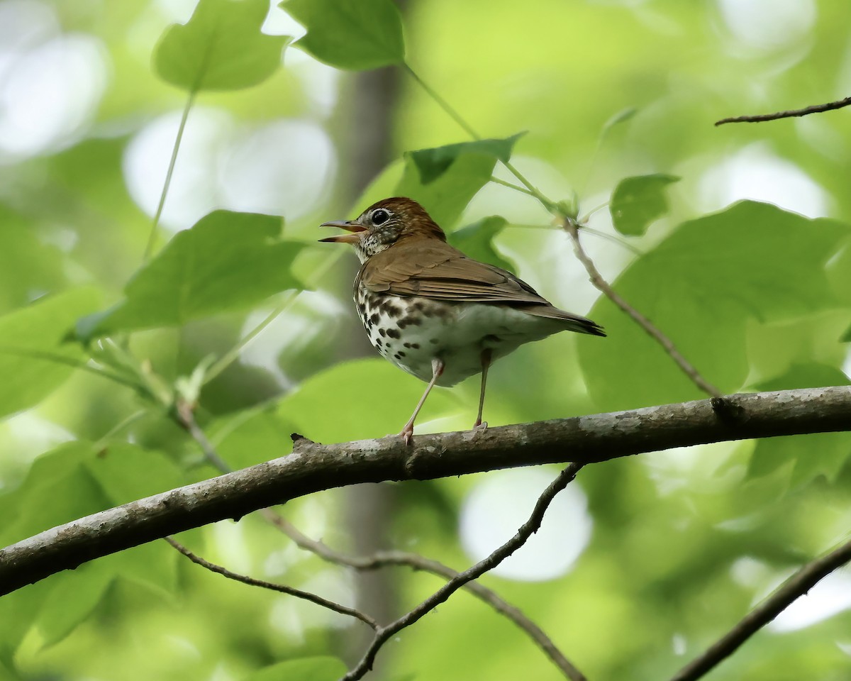 Wood Thrush - ML561124161