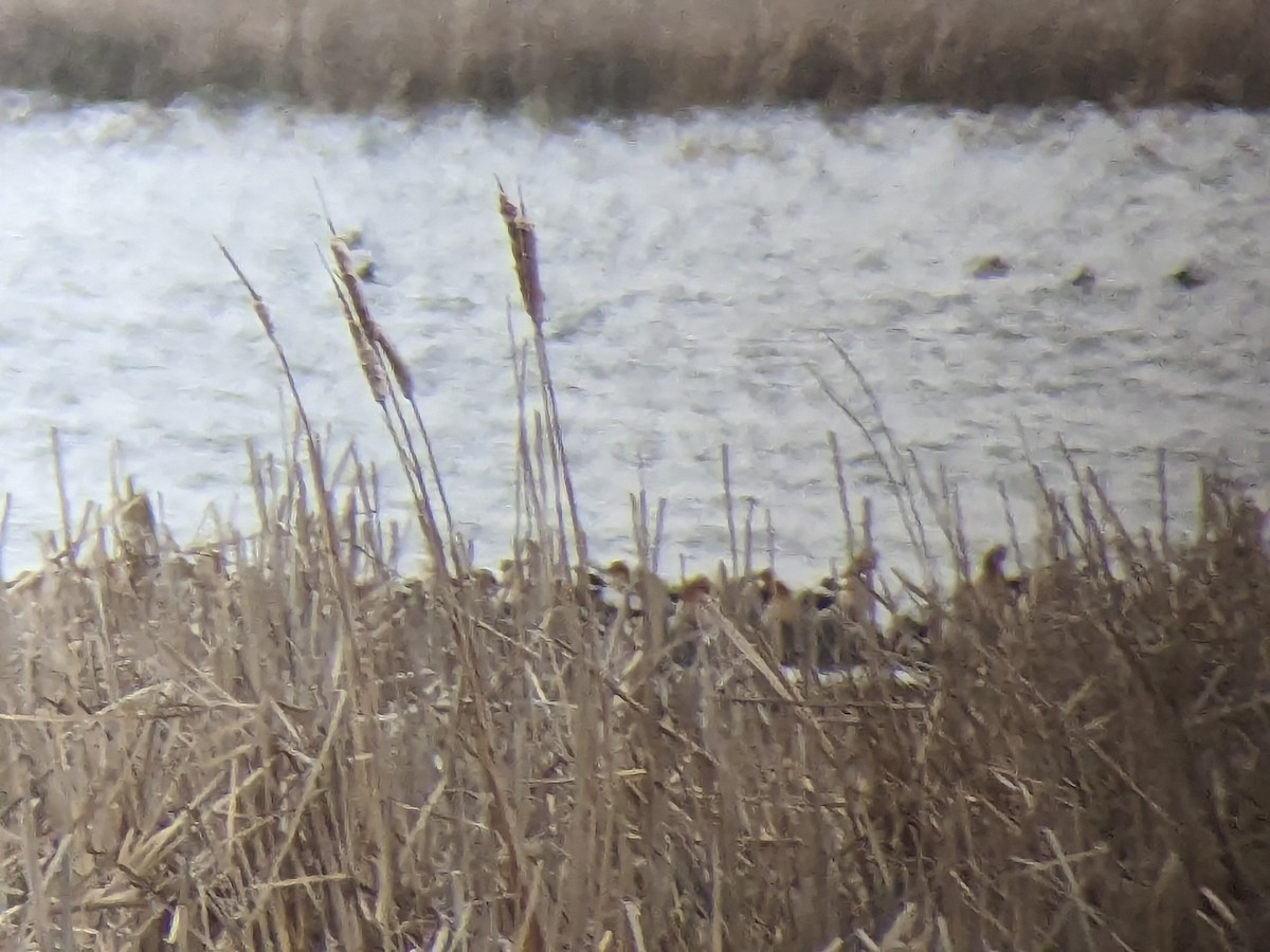 American Avocet - ML561125451