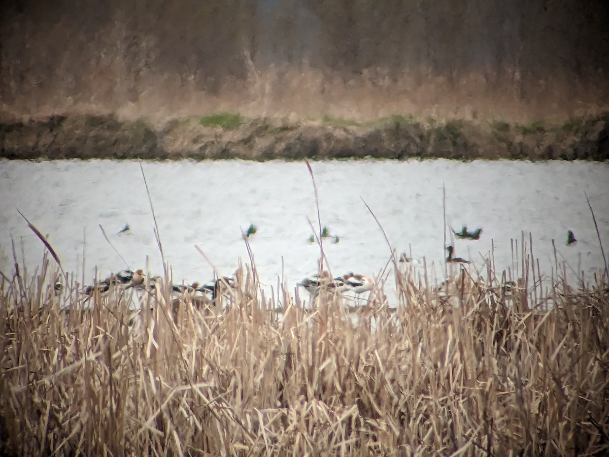 Avoceta Americana - ML561125471