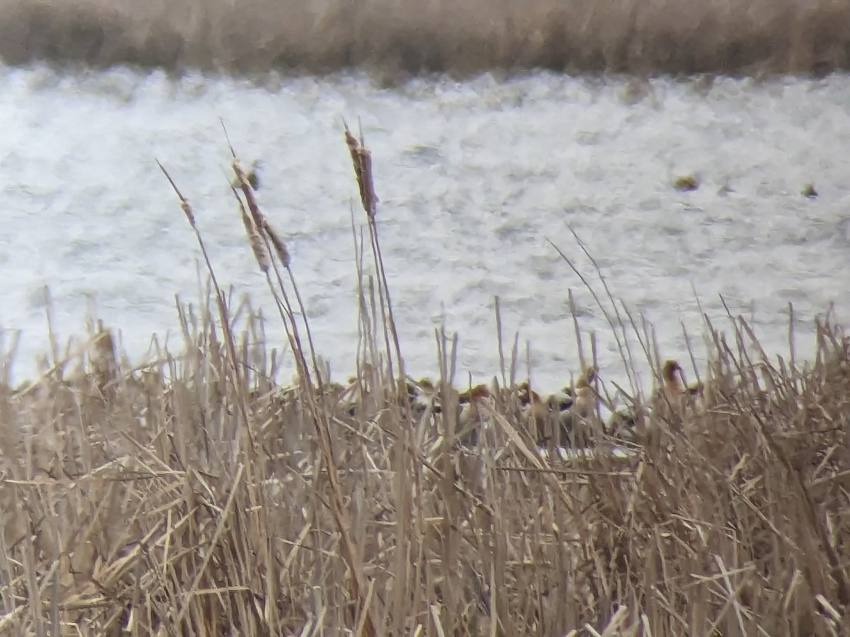 Avoceta Americana - ML561125481