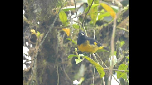 Yellow-bellied Siskin - ML561125681