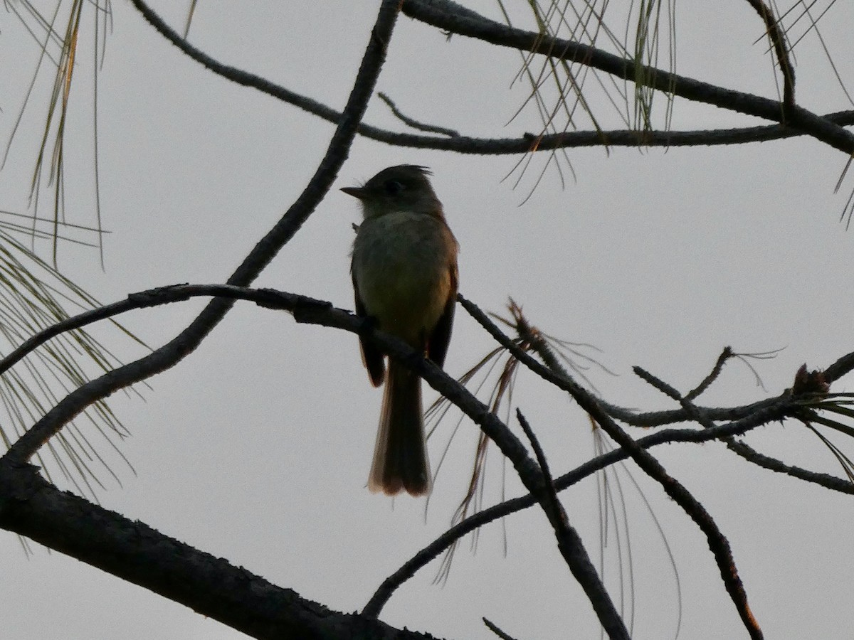Pileated Flycatcher - ML561125801