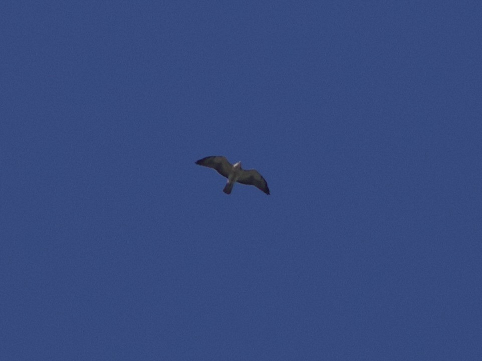Swainson's Hawk - ML561125881