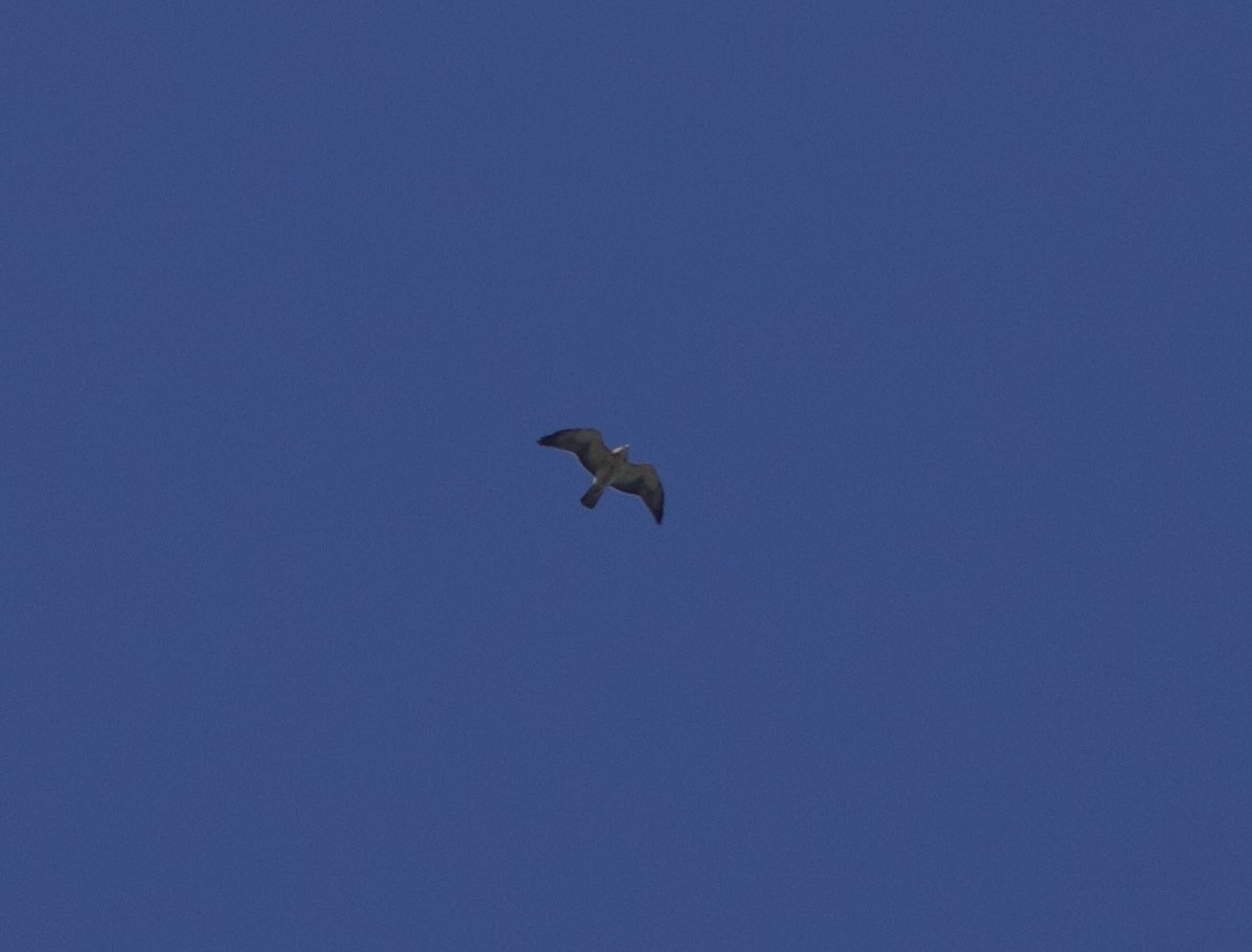 Swainson's Hawk - ML561125891