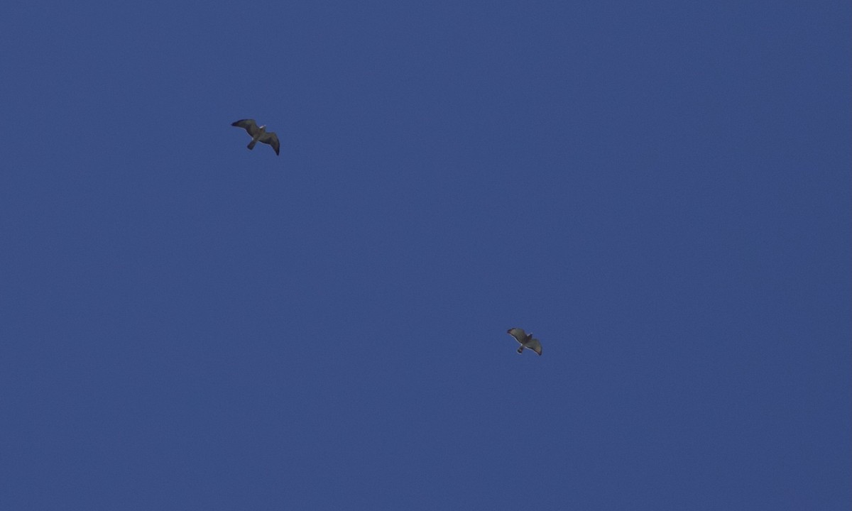 Swainson's Hawk - ML561125901