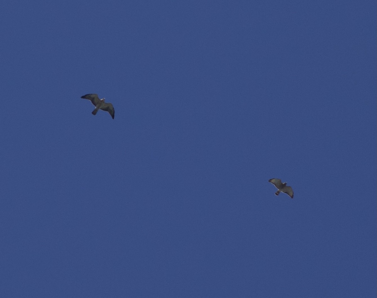 Swainson's Hawk - ML561125911
