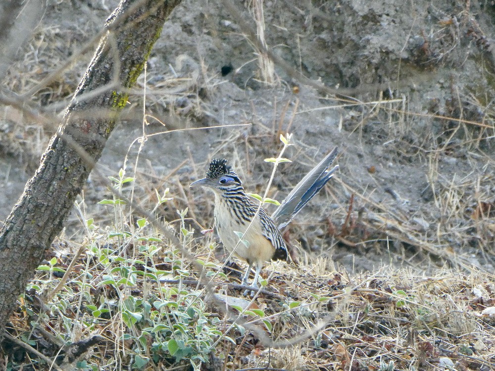 Lesser Roadrunner - ML561126071