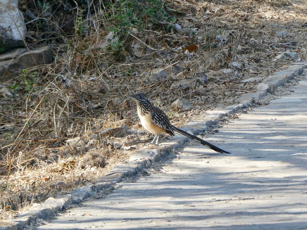 Lesser Roadrunner - ML561126081