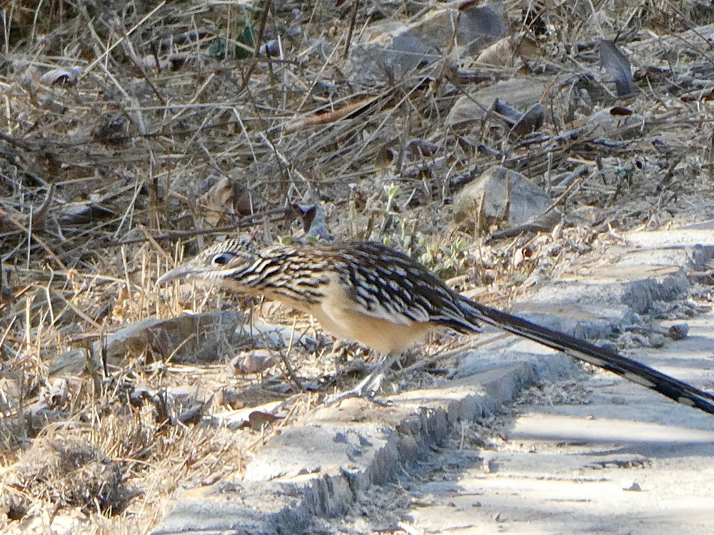 Lesser Roadrunner - ML561126091