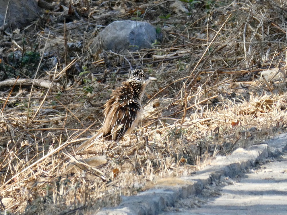 Lesser Roadrunner - ML561126101