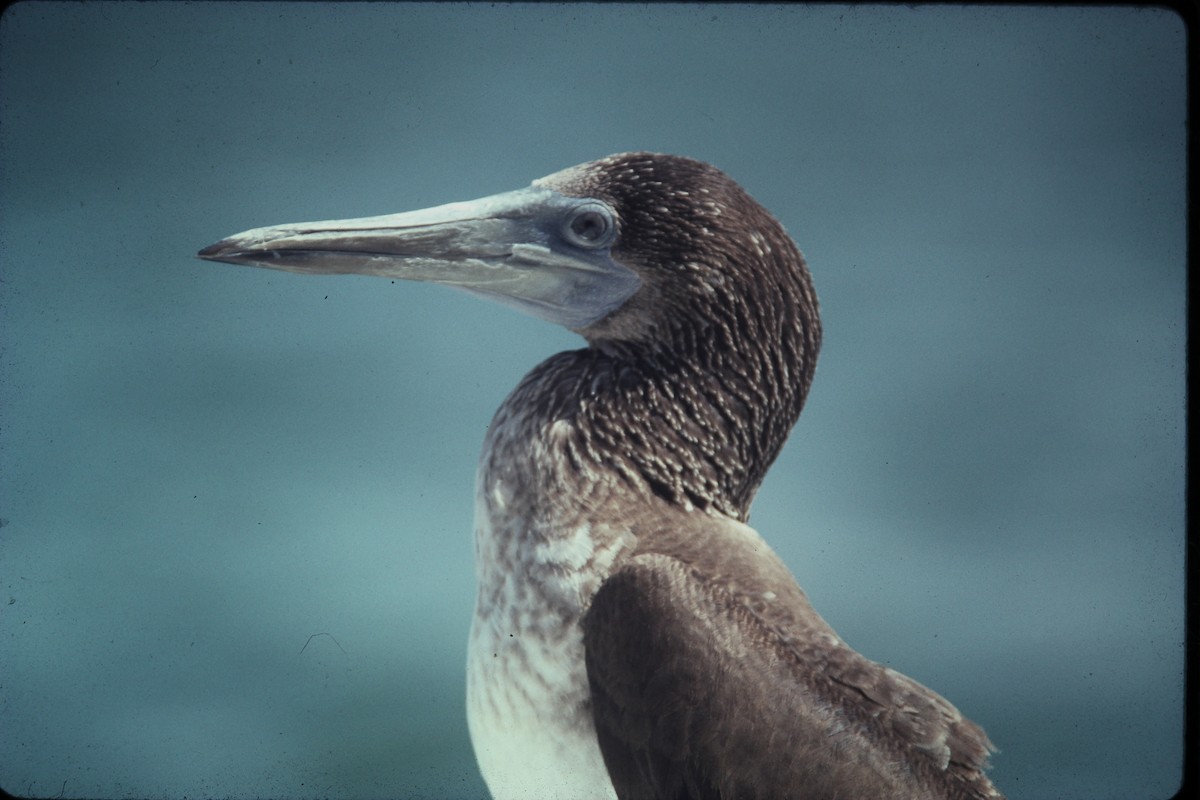 Blue-footed Booby - ML56112671
