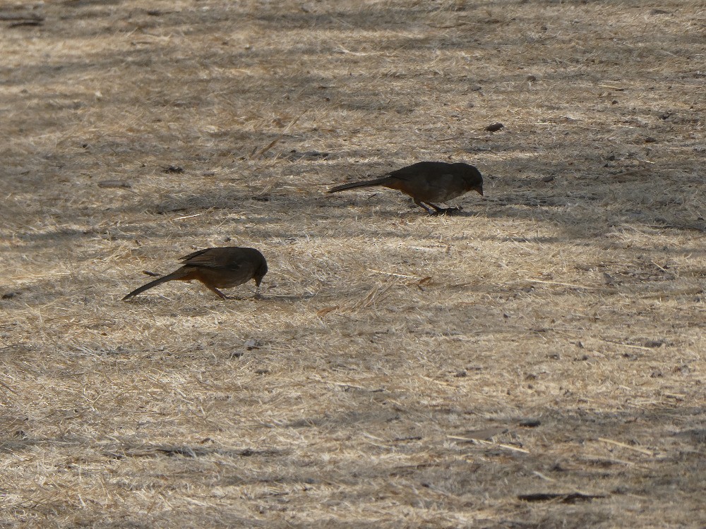 White-throated Towhee - ML561126751