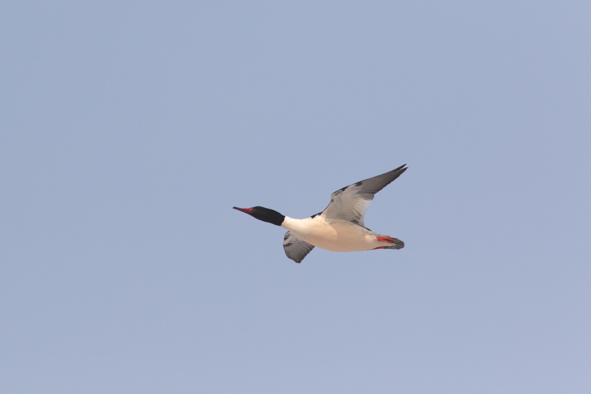 Common Merganser - ML561127051