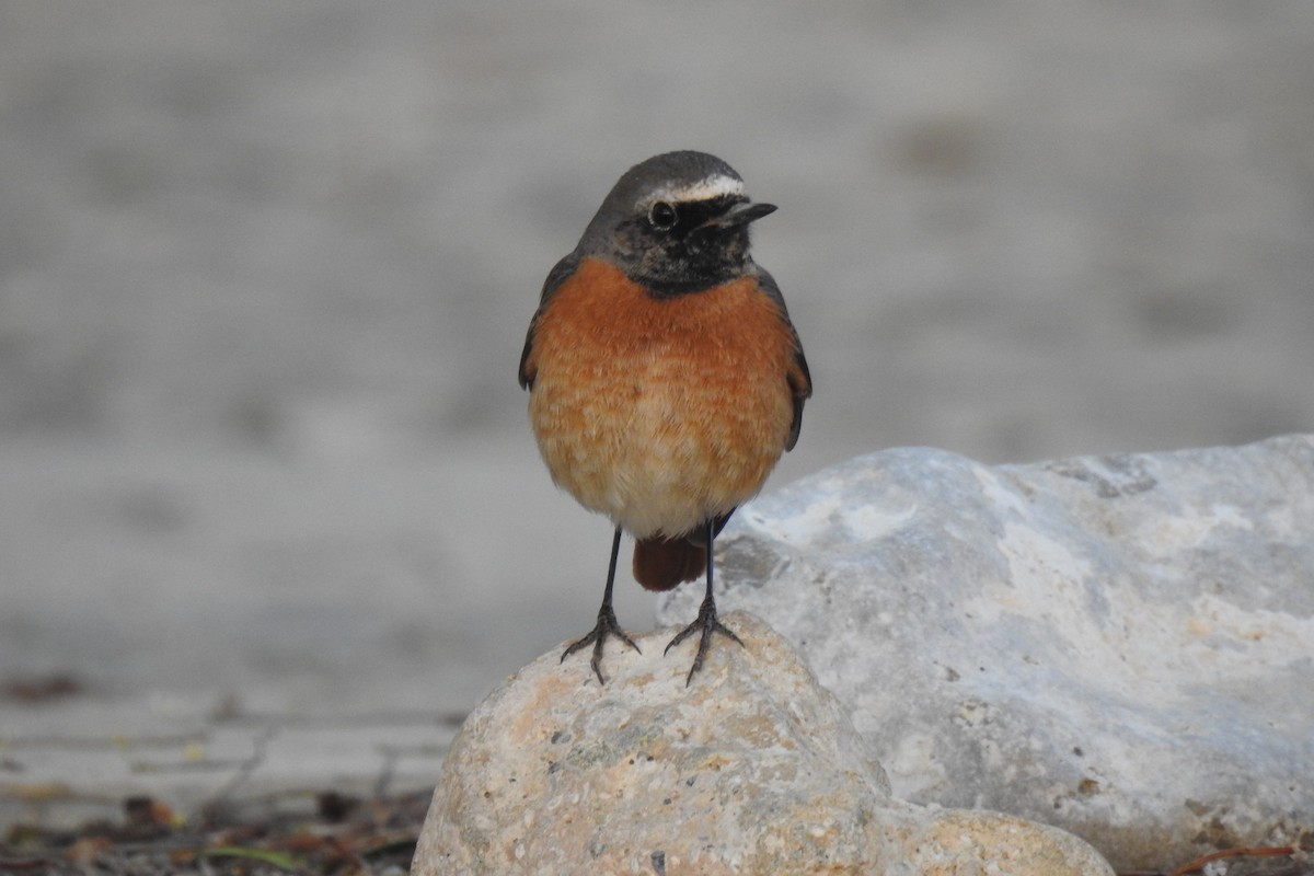 Common Redstart - ML561127061