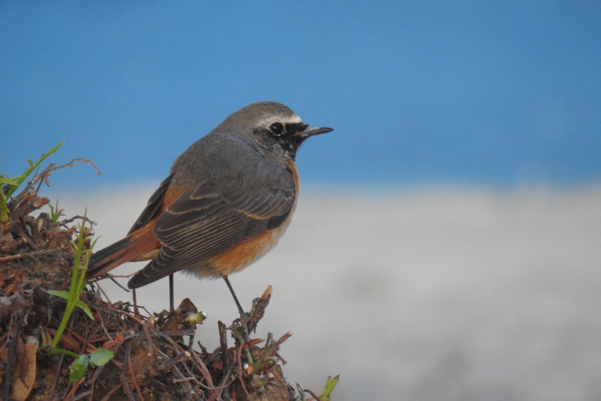 Common Redstart - ML561127071