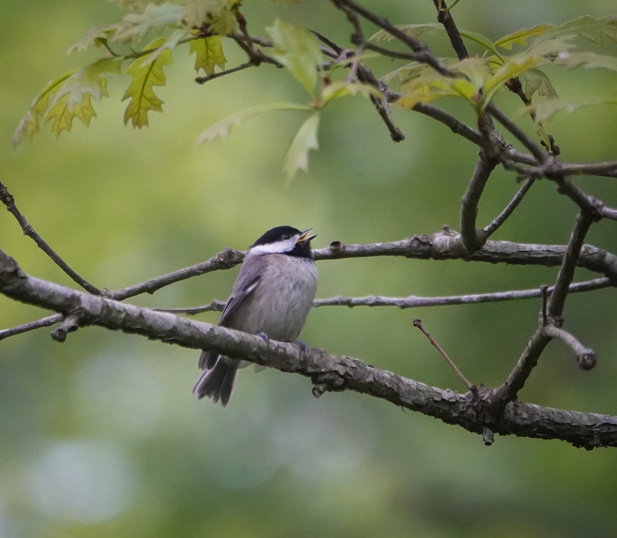 Carolina Chickadee - Dave Hart