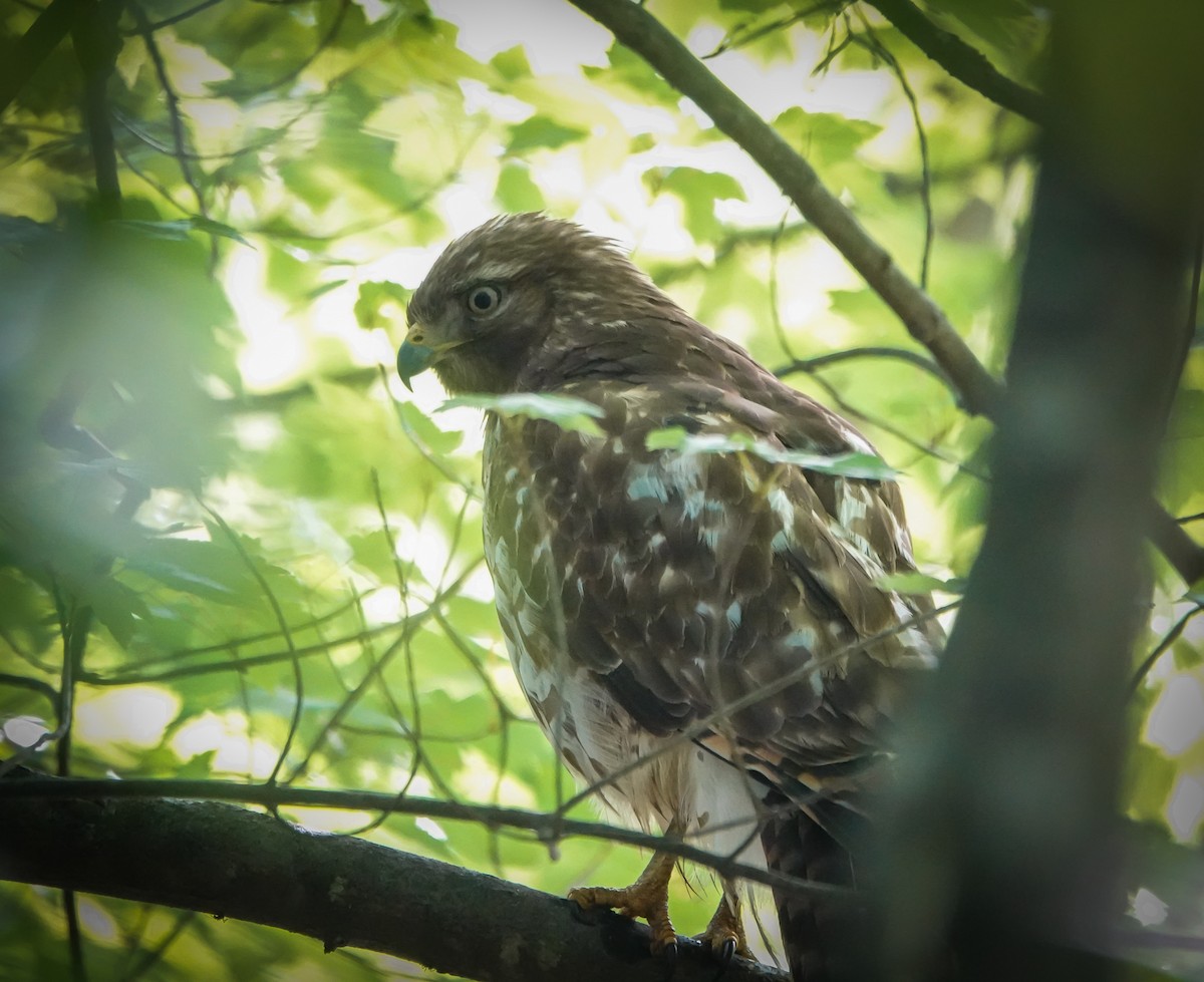 Rotschulterbussard - ML561127391