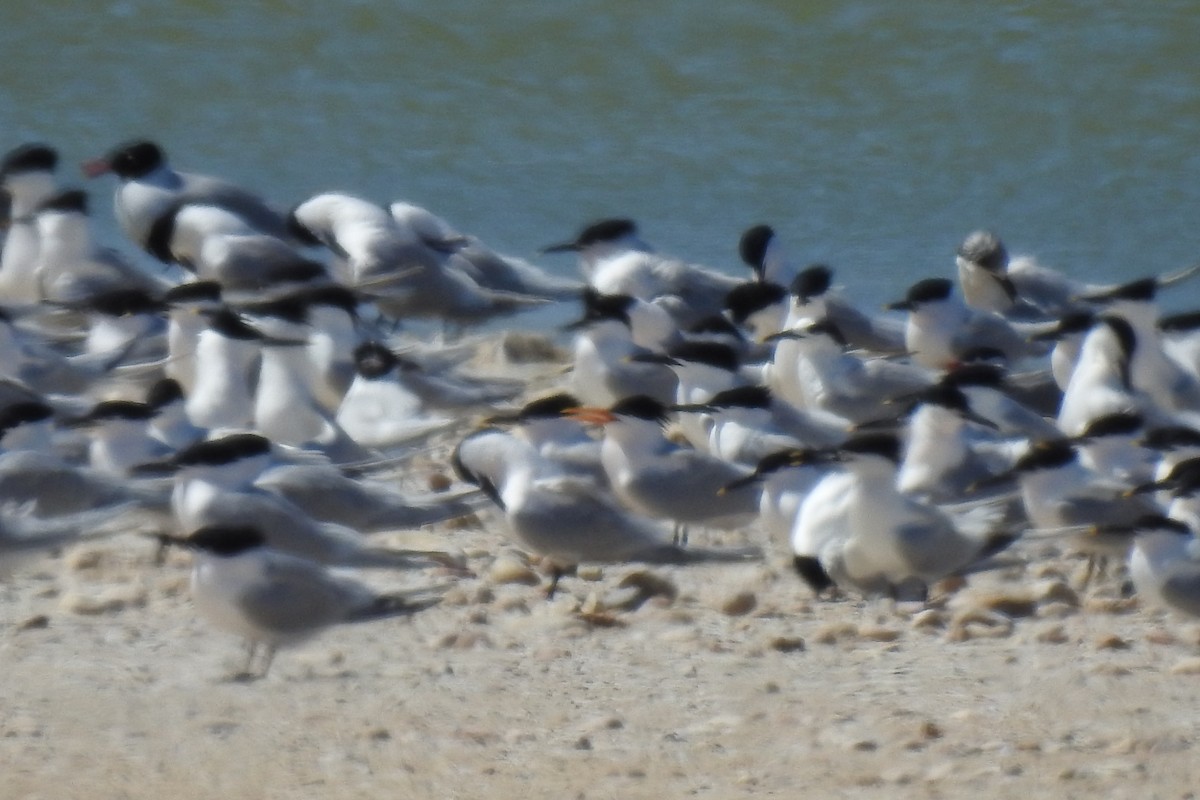 Elegant Tern - ML561127751