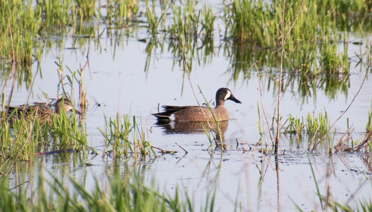 Blue-winged Teal - ML561128001