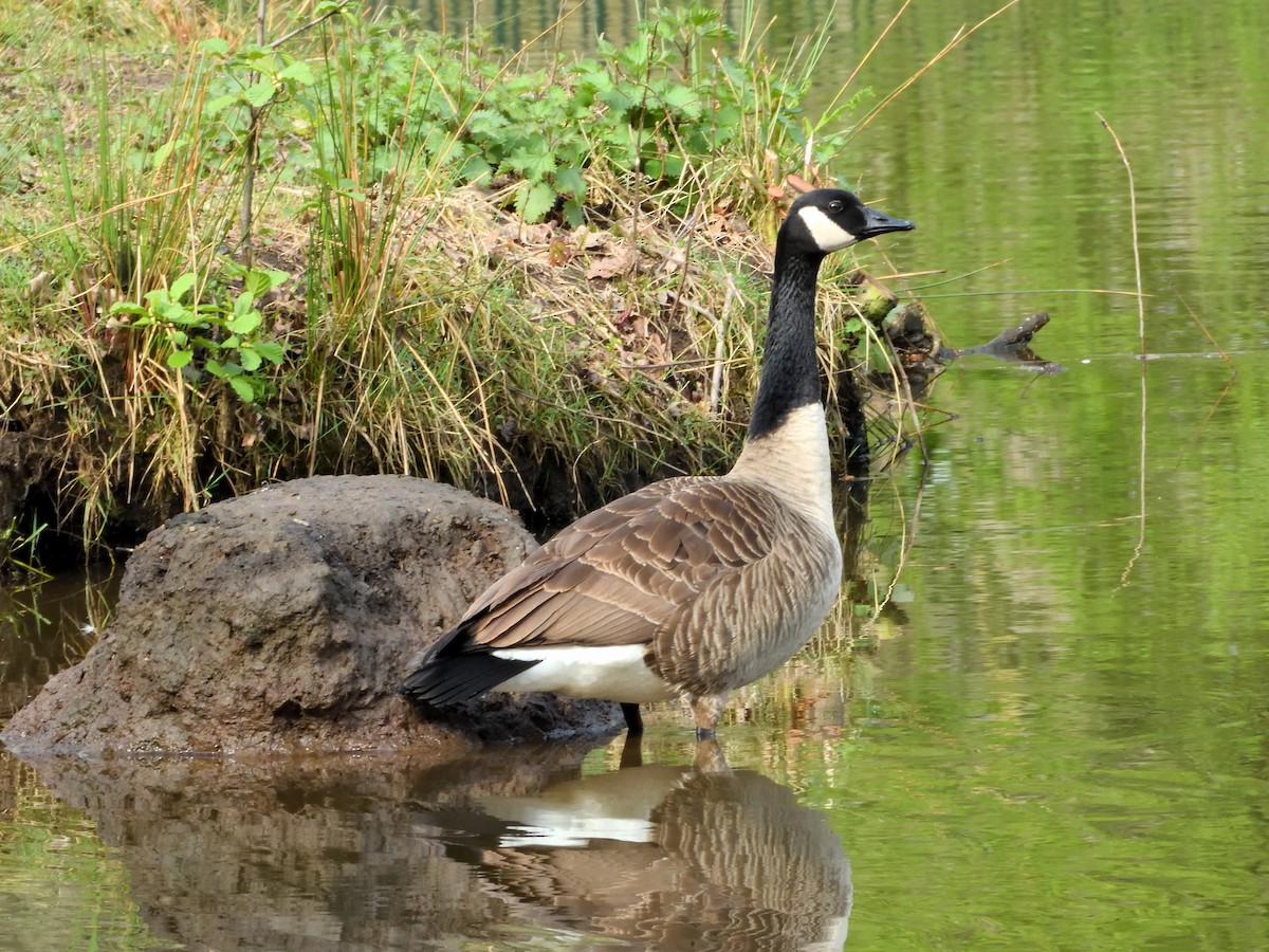 Canada Goose - Dennis op 't Roodt