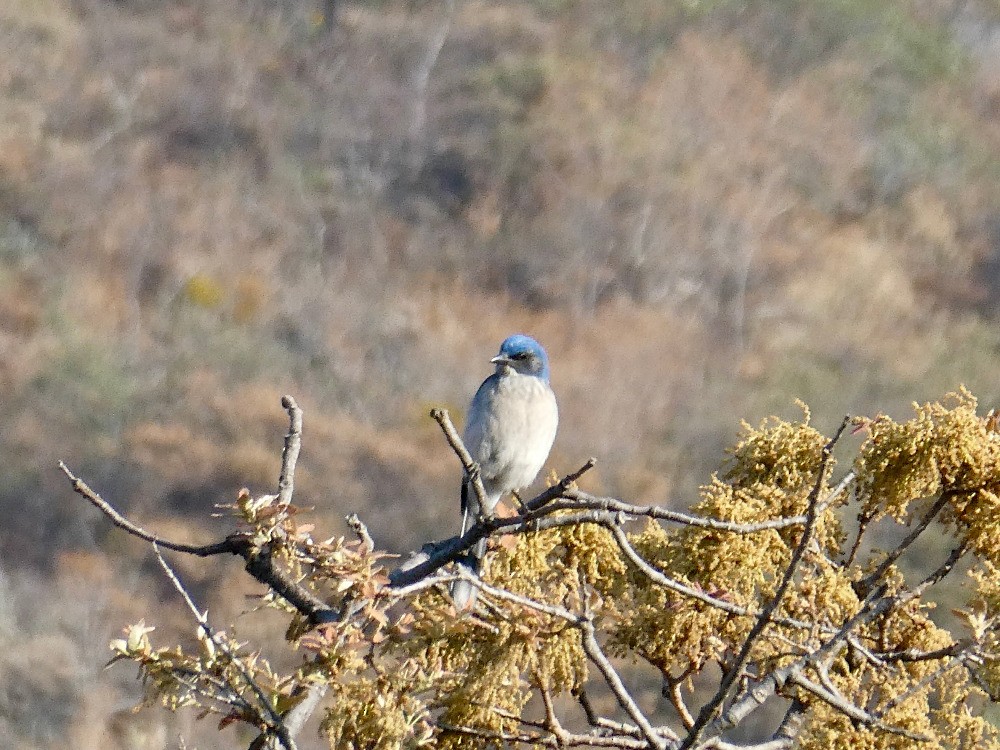 Woodhouse's Scrub-Jay - ML561130051