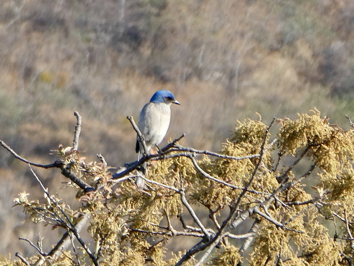 Woodhouse's Scrub-Jay - ML561130061