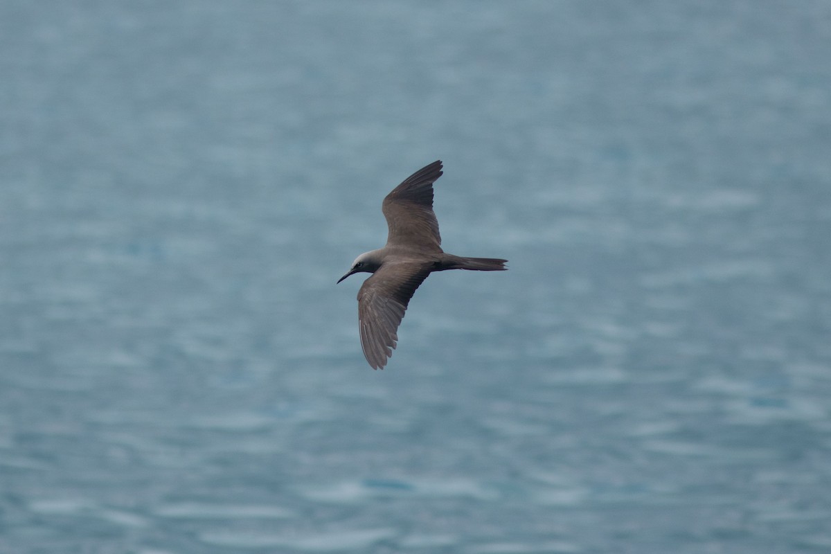 Brown Noddy - ML561130531