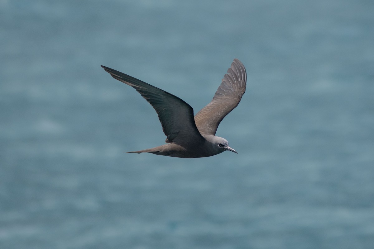 Brown Noddy - ML561130541