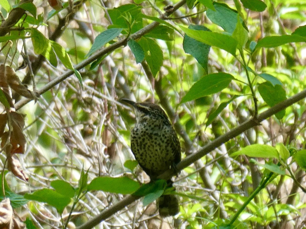 Boucard's Wren - ML561130591