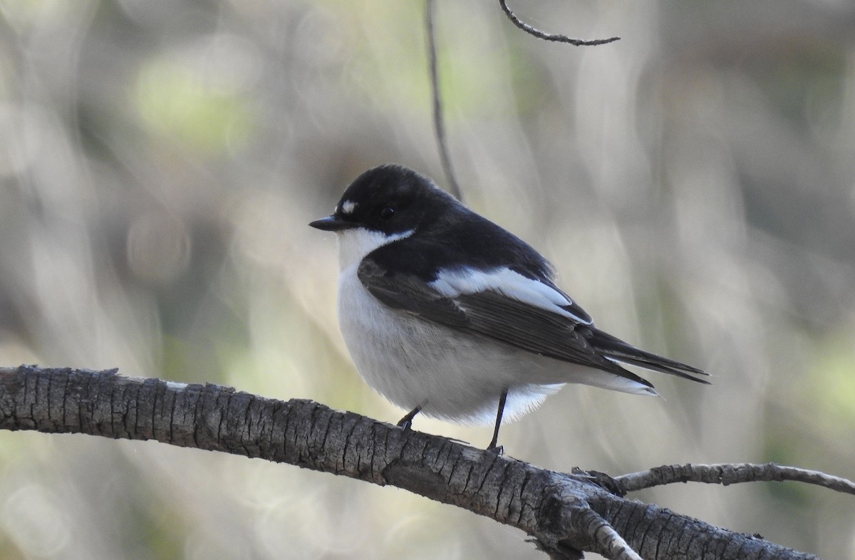 European Pied Flycatcher - ML561130851