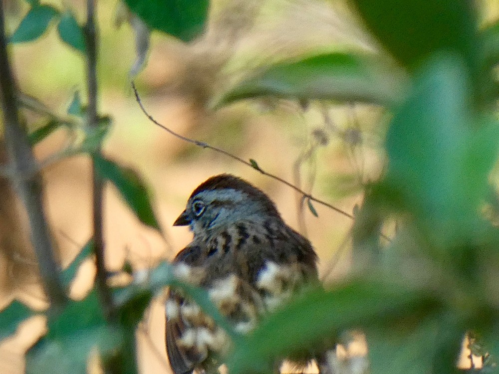 Oaxaca Sparrow - ML561130901