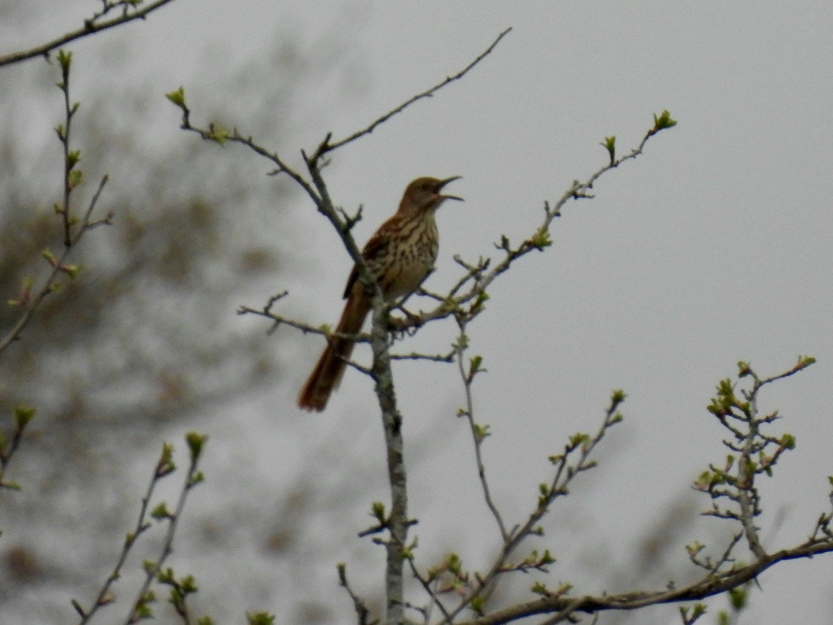 Brown Thrasher - ML561131011