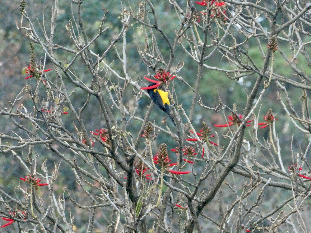Black-vented Oriole - ML561131201