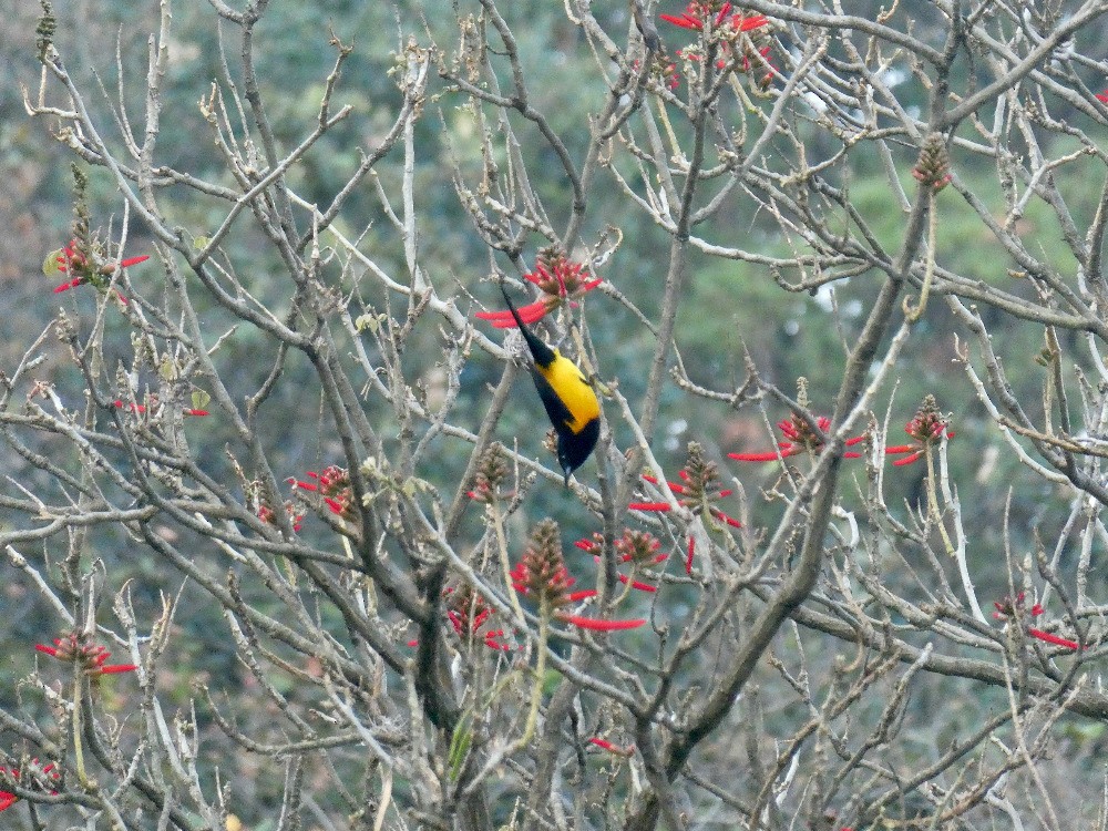Black-vented Oriole - ML561131211