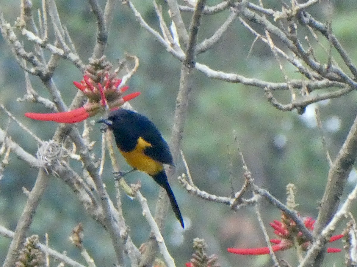 Black-vented Oriole - ML561131221