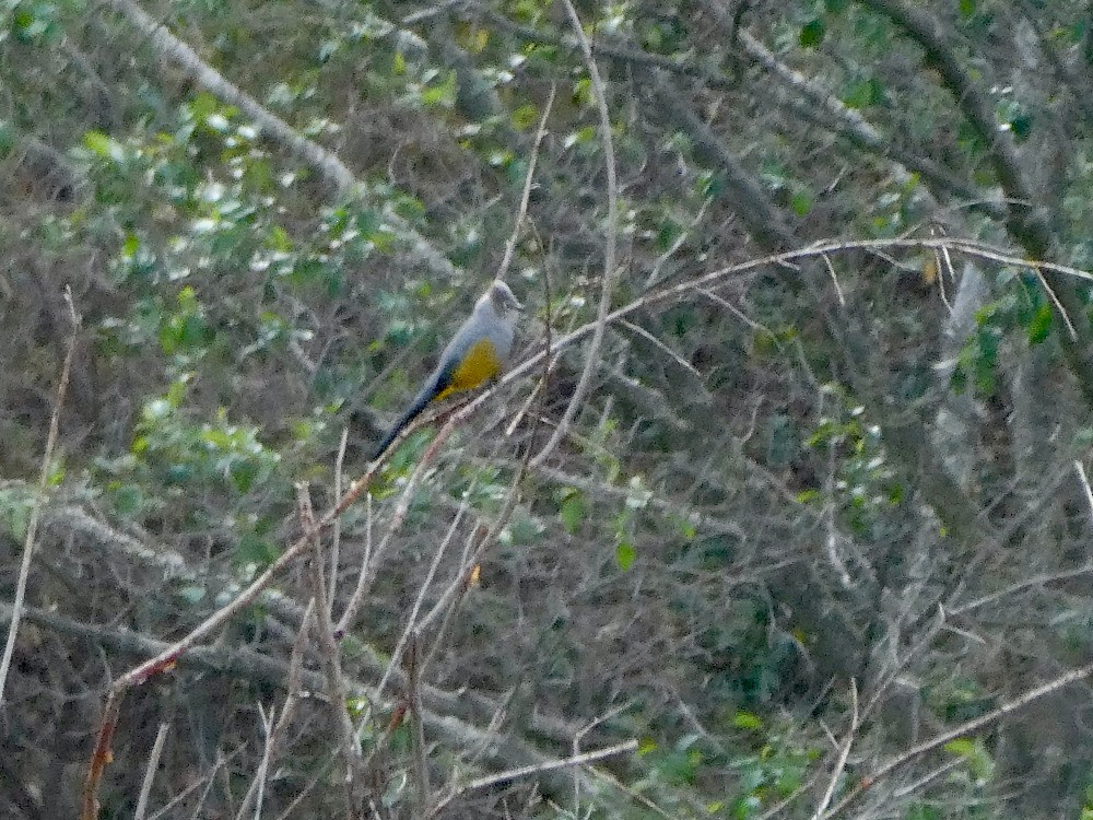Gray Silky-flycatcher - ML561131561