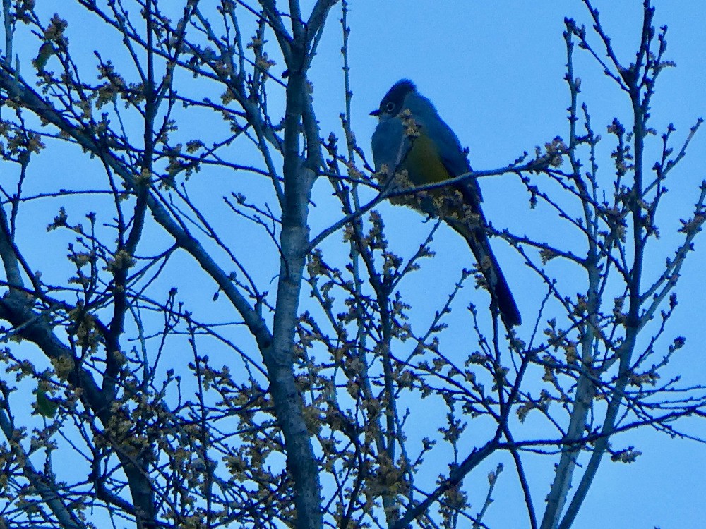 Gray Silky-flycatcher - ML561131571