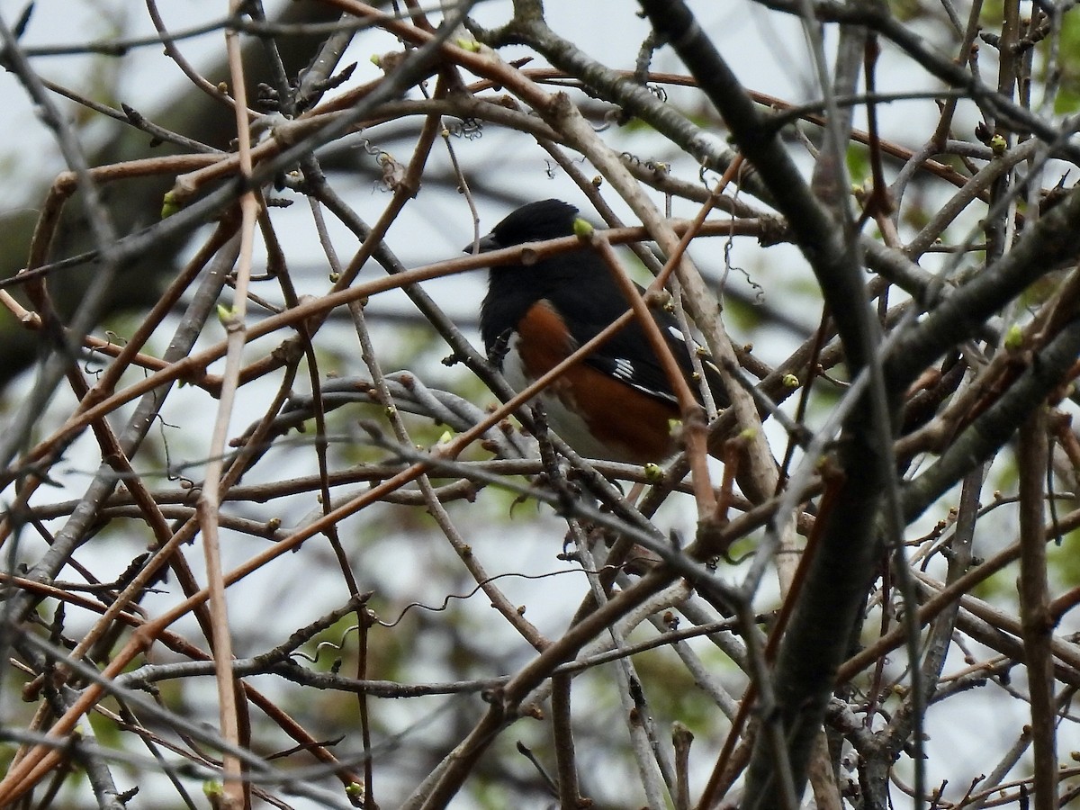 Eastern Towhee - ML561131641