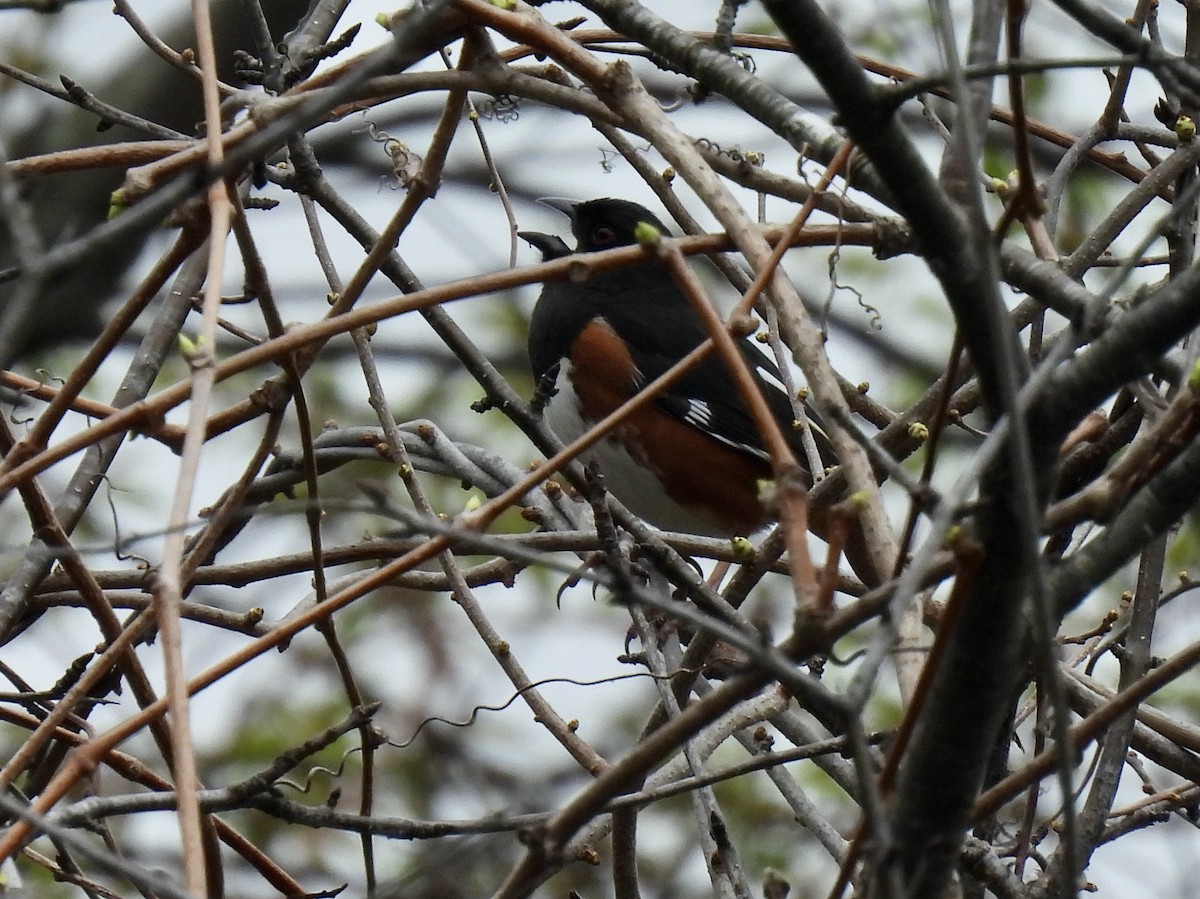 Eastern Towhee - ML561131941