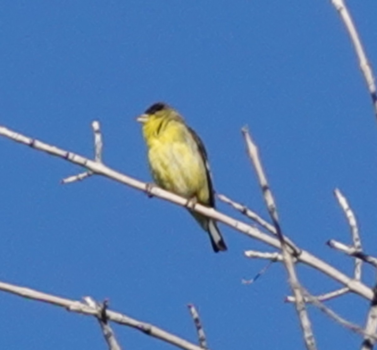 Lesser Goldfinch - ML561132091