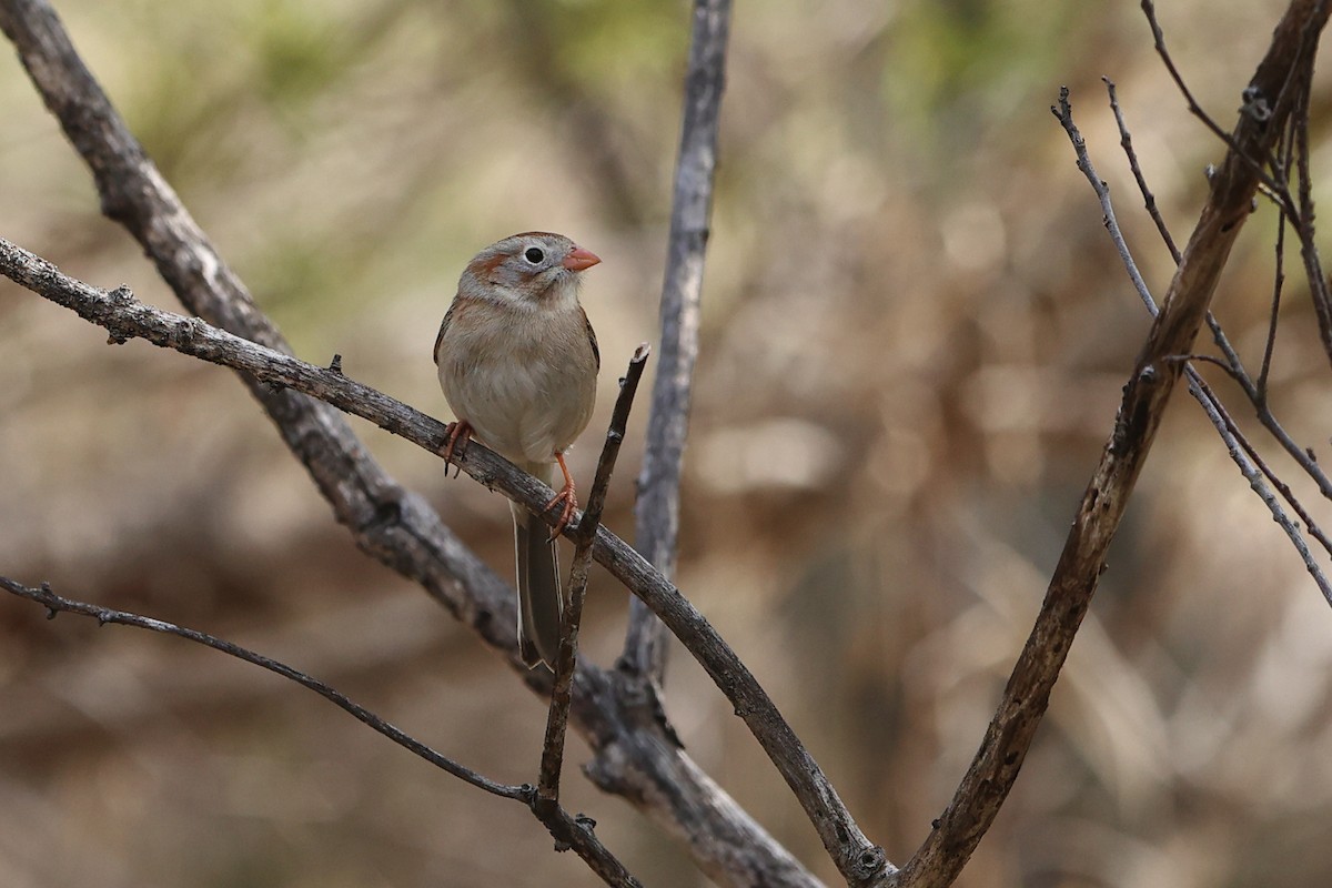 Field Sparrow - ML561132521