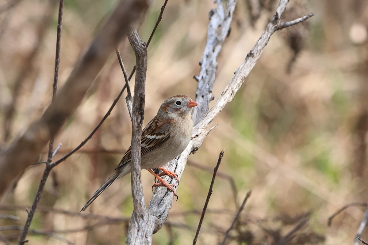 Field Sparrow - ML561132531