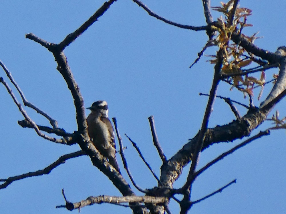 Hairy Woodpecker - ML561132641