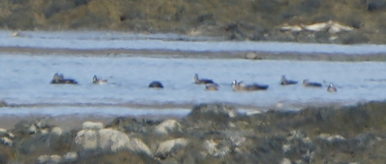 Blue-winged Teal - ML561133071