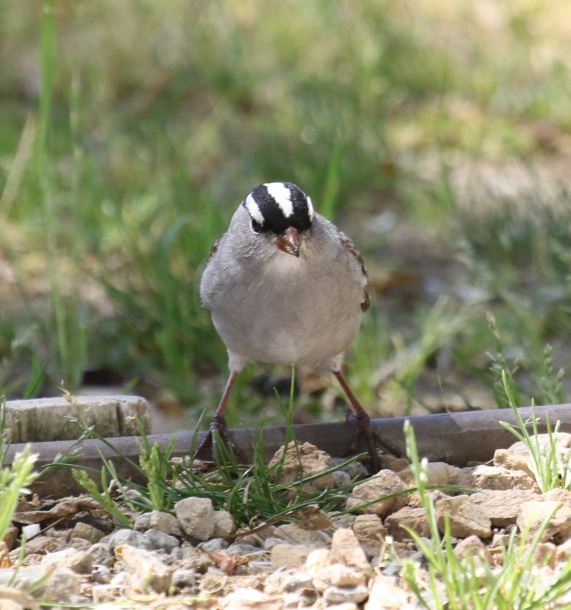 White-crowned Sparrow (Dark-lored) - ML561133861