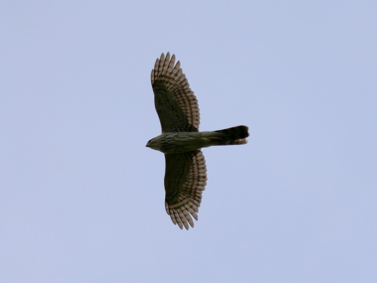 Cooper's Hawk - ML561135651