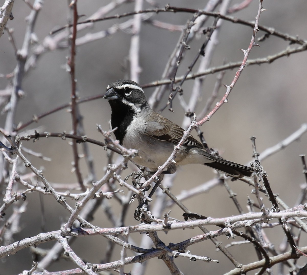 Black-throated Sparrow - ML561136261