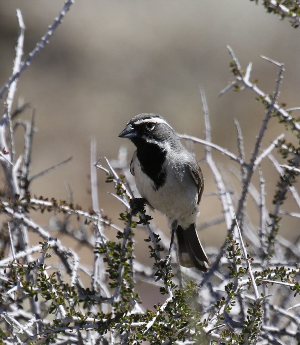 Black-throated Sparrow - ML561136311