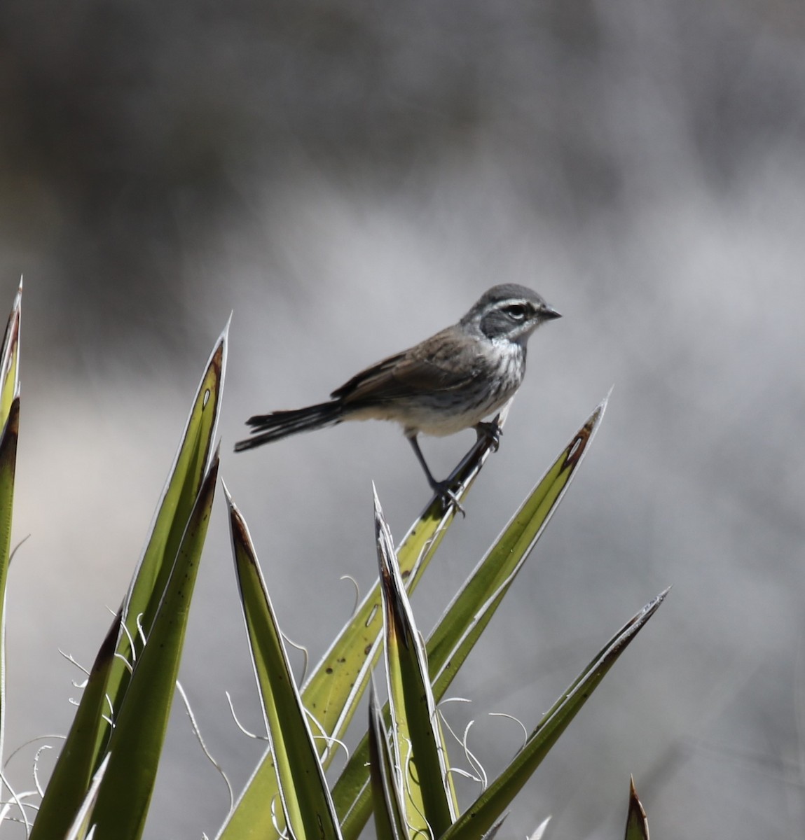 Black-throated Sparrow - Bradley Waggoner
